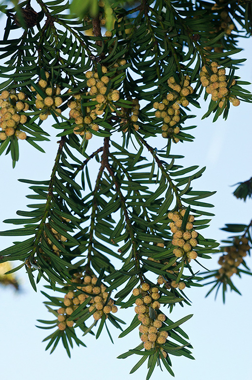 Taxus_baccata_LP0605_11_Riddlesdown