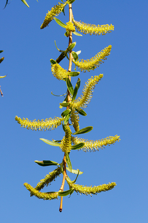 Salix_x_sepulcralis_LP0351_16_Hampton_Court