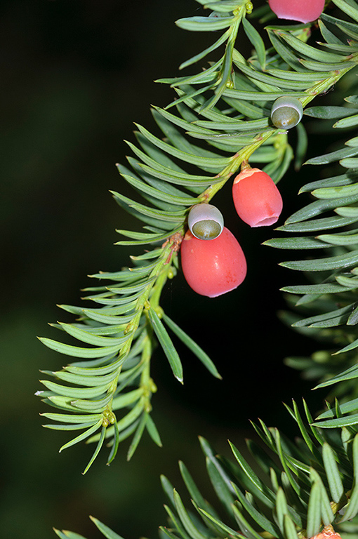 Taxus_baccata_LP0293_069_Hampton_Court