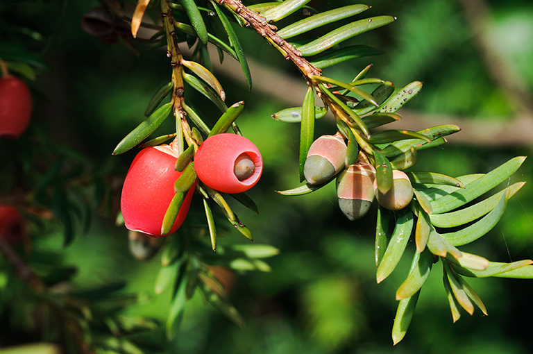 Taxus_baccata_LP0491_34_Polesden_Lacey