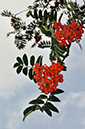 Sorbus_aucuparia_LP0291_22_Box_Hill