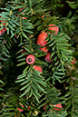 Taxus_baccata_LP0186_20_Box_Hill