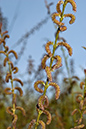 Salix_purpurea_LP0095_86_Guildford_