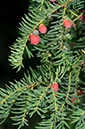 Taxus_baccata_LP0293_067_Hampton_Court