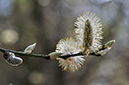 Salix_caprea_LP0264_02_Rodborough