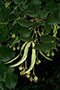 Tilia_xeuropaea_LP0081_12_Kew