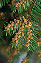 Taxus_baccata_LP0611_03_South_Croydon