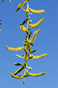 Salix_x_sepulcralis_LP0351_16_Hampton_Court