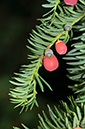 Taxus_baccata_LP0293_069_Hampton_Court