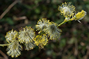 Salix_caprea_LP0104_04_Shirley