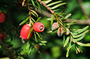 Taxus_baccata_LP0491_34_Polesden_Lacey