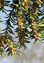 Taxus_baccata_LP0500_01_Box_Hill