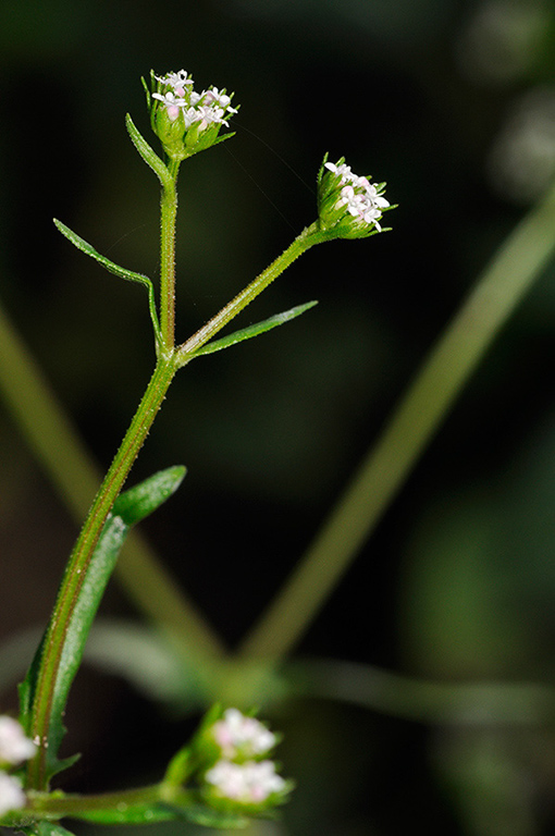 Valerianella_dentata_LP0328_28_Langley_Bottom