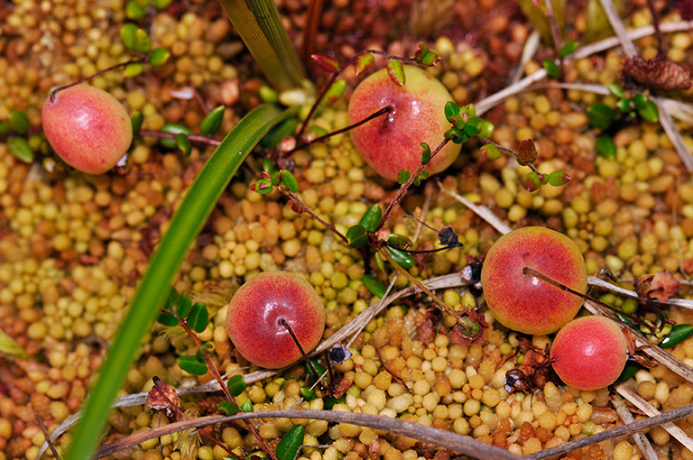 Vaccinium_oxycoccos_LP0289_88_Thursley