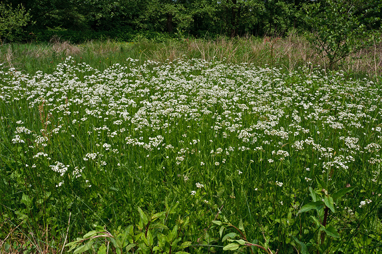 Valeriana_dioica_LP0452_16_Marsh_Green