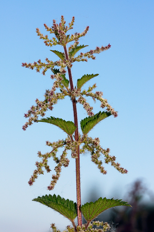 Urtica_dioica_LP0313_079_Papercourt_Marshes