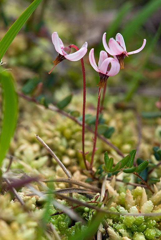 Vaccinium_oxycoccos_LP0132_22_Thursley