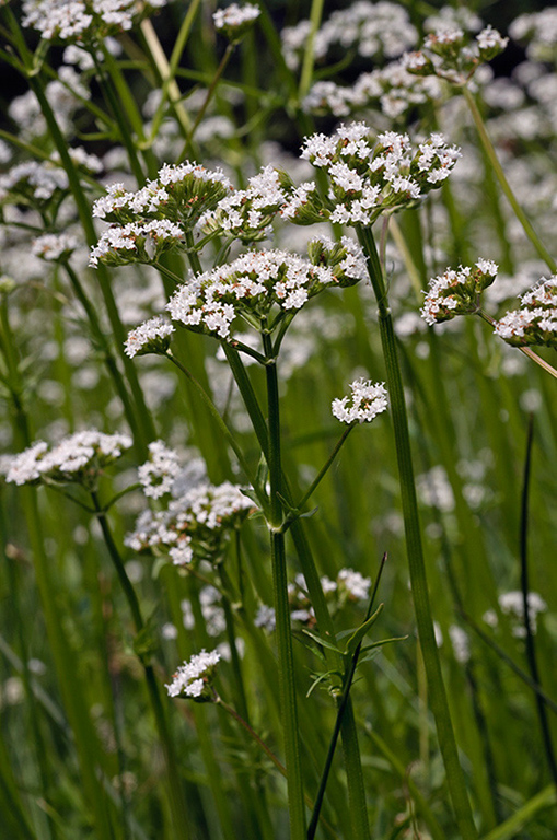 Valeriana_dioica_LP0452_11_Marsh_Green