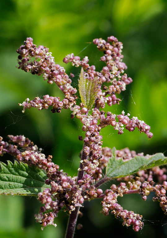 Urtica_dioica_LP0313_170_Papercourt_Marshes