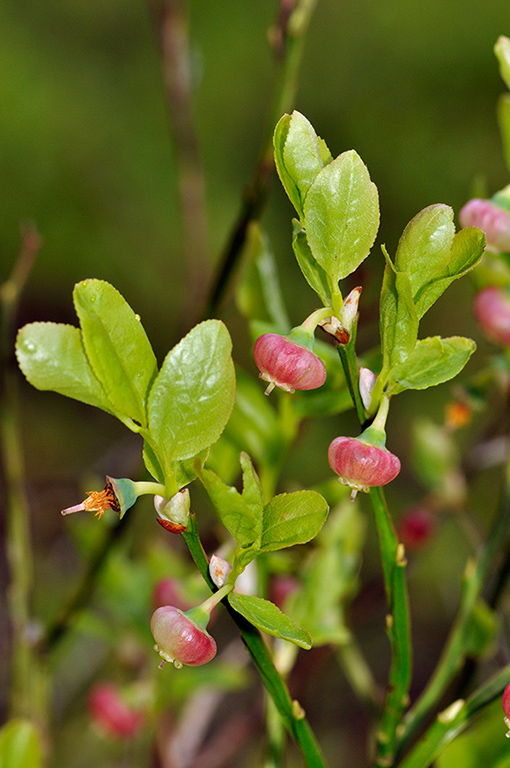 Vaccinium_myrtillus_LP0268_44_Hindhead