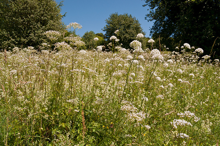 Valeriana_officinalis_LP0467_48_Coulsdon