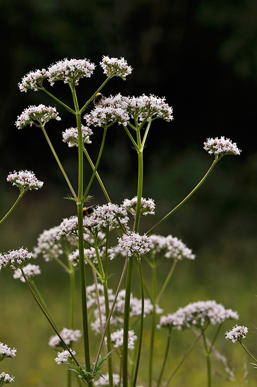 Valeriana_officinalis_LP0274_90_Riddlesdown