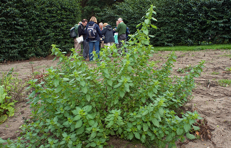 Urtica_urens_LP0224_07_Wisley