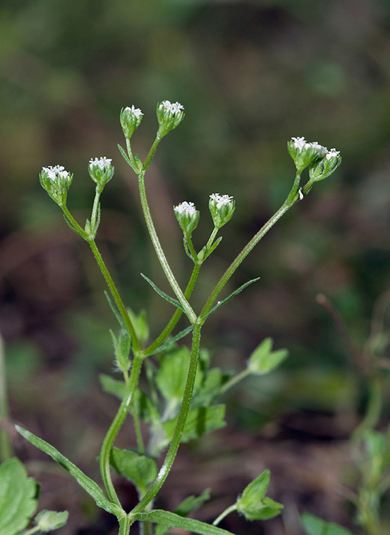 Valerianella_dentata_LP0549_23_Langley_Vale