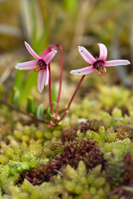 Vaccinium_oxycoccos_LP0132_32_Thursley