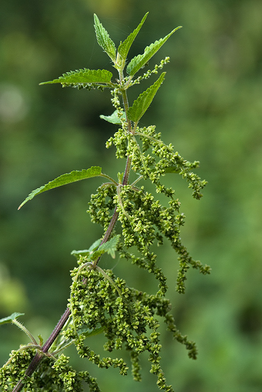 Urtica_dioica_LP0162_04_South_Croydon