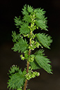 Urtica_urens_LP0203_22_Elstead