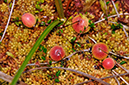 Vaccinium_oxycoccos_LP0289_86_Thursley