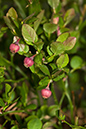 Vaccinium_myrtillus_LP0202_39_Thursley