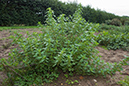 Urtica_urens_LP0224_09_Wisley