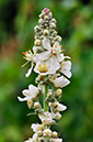 Verbascum_lychnitis_LP0274_62_Riddlesdown