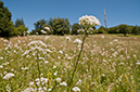 Valeriana_officinalis_LP0467_45_Coulsdon