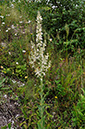 Verbascum_lychnitis_LP0274_43_Riddlesdown