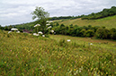 Valeriana_officinalis_LP0372_06_Coulsdon