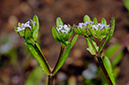 Valerianella_carinata_53_Henley_Park