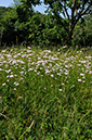 Valeriana_officinalis_LP0371_12_Chipstead