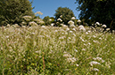 Valeriana_officinalis_LP0467_48_Coulsdon