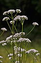 Valeriana_officinalis_LP0274_90_Riddlesdown