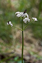 Valeriana_dioica_LP0203_03_Elstead