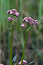 Valeriana_dioica_LP0125_03_Parsonage_Moor