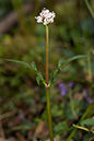 Valeriana_dioica_LP0203_07_Elstead