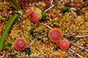 Vaccinium_oxycoccos_LP0289_90_Thursley