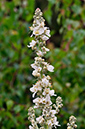 Verbascum_lychnitis_LP0274_55_Riddlesdown