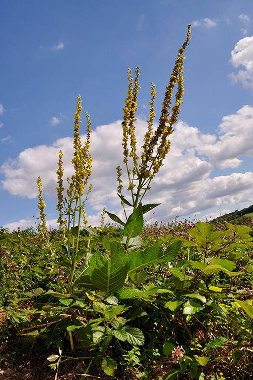 Verbascum_nigrum_LP0285_46_Woldingham