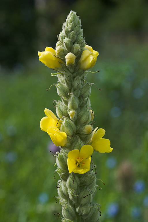 Verbascum_thapsus_LP0023_01_Coulsdon