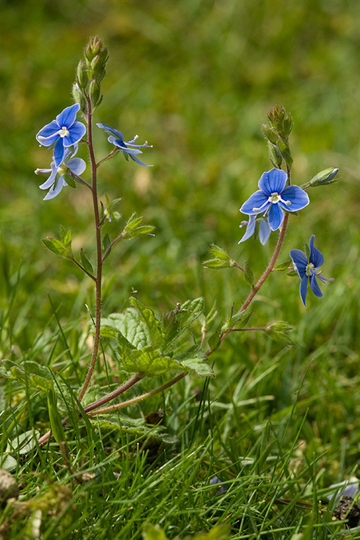 Veronica_chamaedrys_LP0127_07_Puttenham